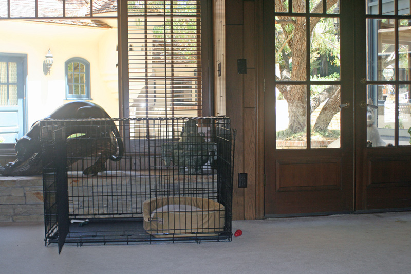 Home Interior With Dog Crate